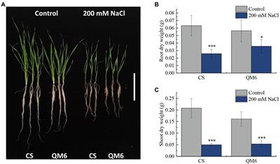 High-Throughput Sequencing-Based Identification of miRNAs and Their Target mRNAs in Wheat Variety Qing Mai 6 Under Salt Stress Condition